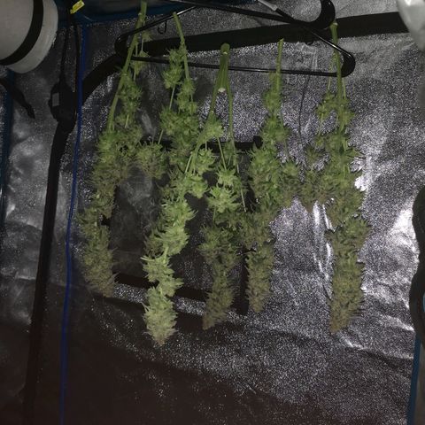 Cherry gar see ya growlog timeline photo