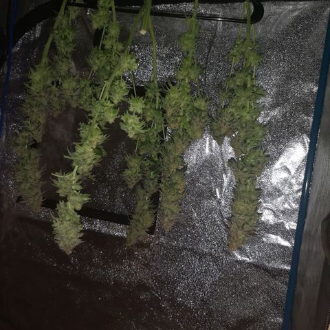 Cherry gar see ya growlog timeline photo