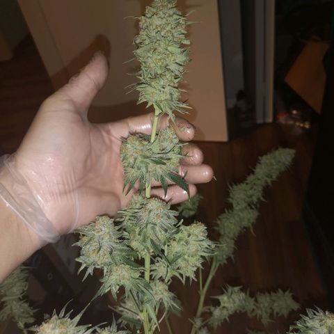 Critical pk growlog timeline photo