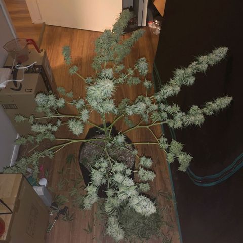 Critical pk growlog timeline photo
