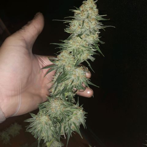 Critical pk growlog timeline photo