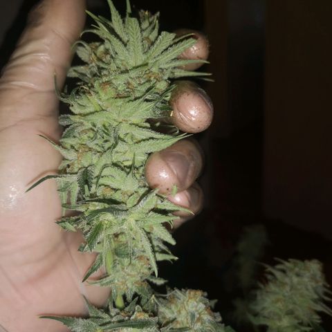 Critical pk growlog timeline photo