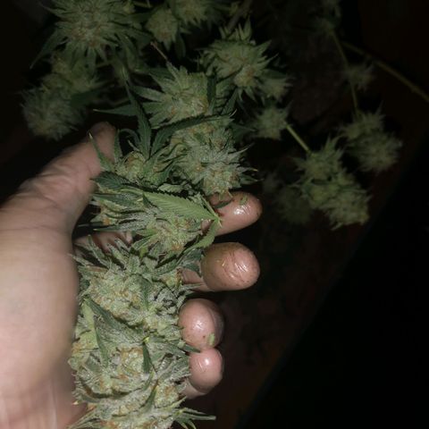 Critical pk growlog timeline photo
