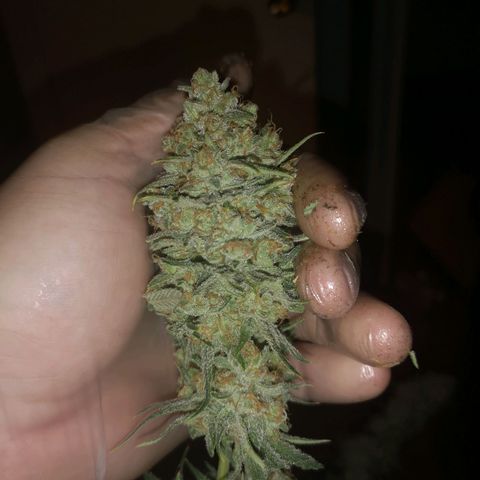 Critical pk growlog timeline photo