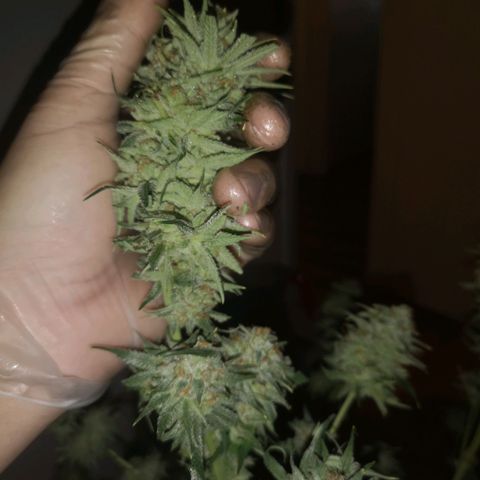 Critical pk growlog timeline photo