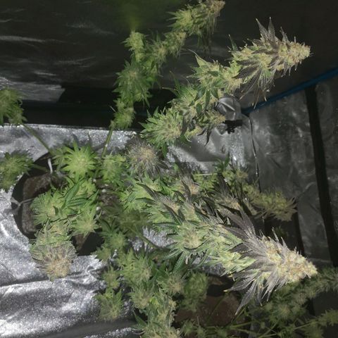 white wedding growlog timeline photo