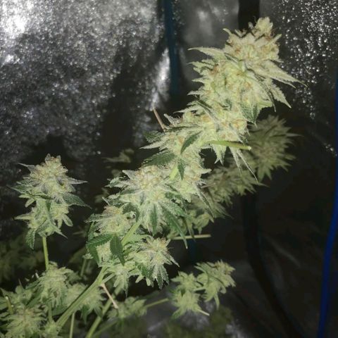 white wedding growlog timeline photo