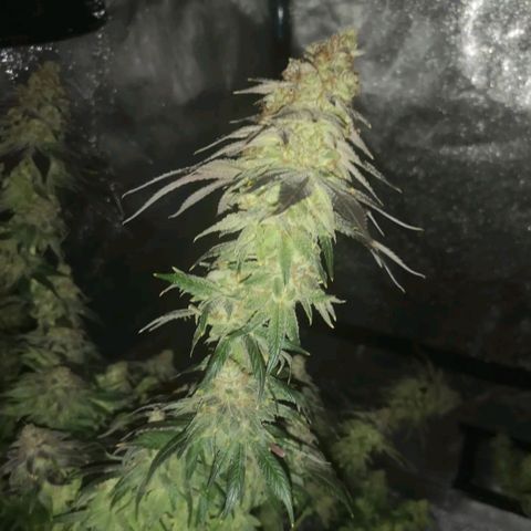 white wedding growlog timeline photo