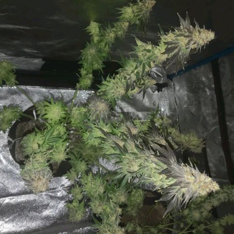 white wedding growlog timeline photo