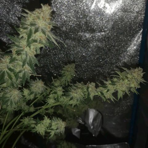 white wedding growlog timeline photo