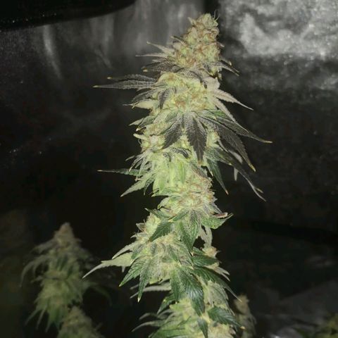white wedding growlog timeline photo