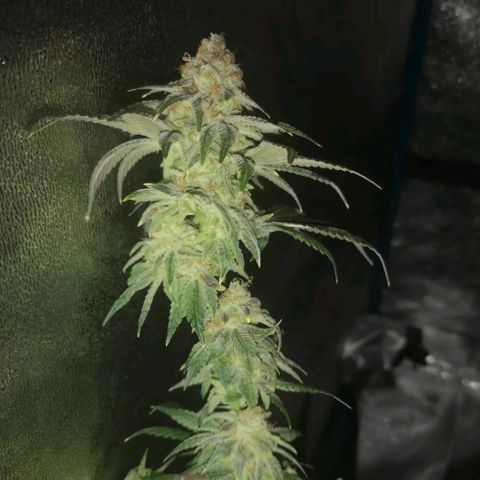 white wedding growlog timeline photo
