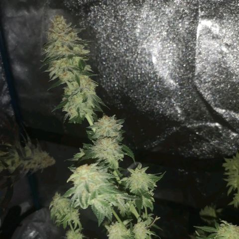 white wedding growlog timeline photo