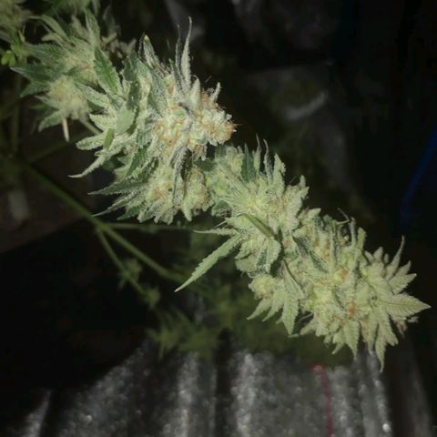 white wedding growlog timeline photo