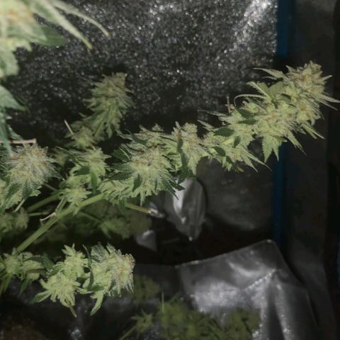 white wedding growlog timeline photo