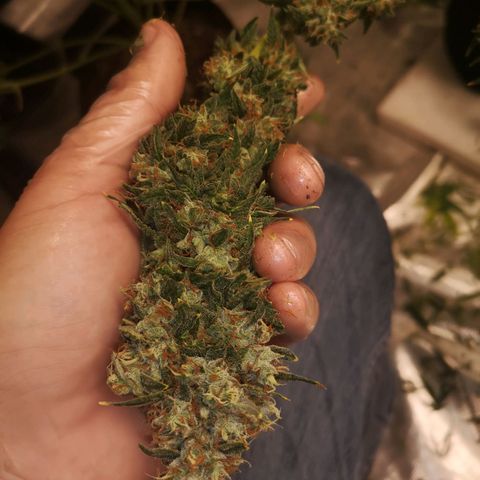 Cheezy poofs growlog timeline photo