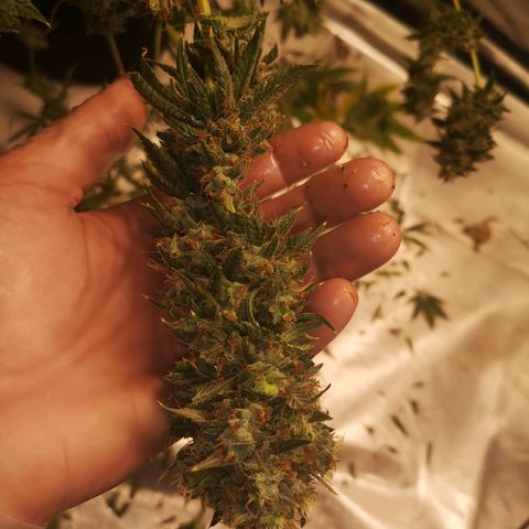 Cheezy poofs growlog timeline photo