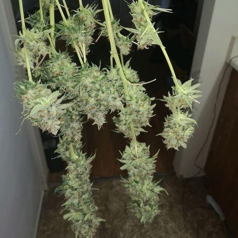 Cheezy poofs growlog timeline photo