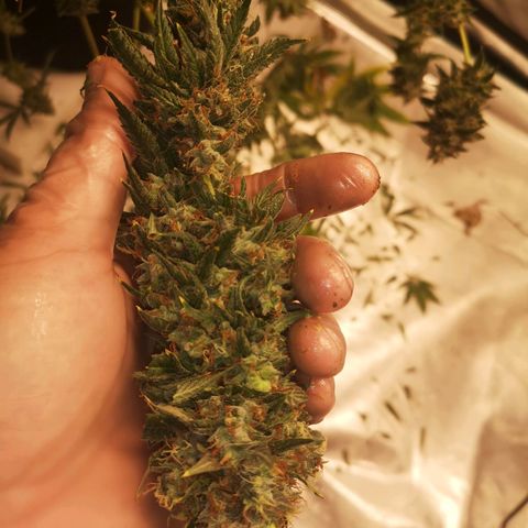 Cheezy poofs growlog timeline photo