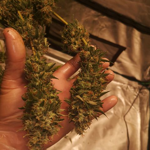 Cheezy poofs growlog timeline photo