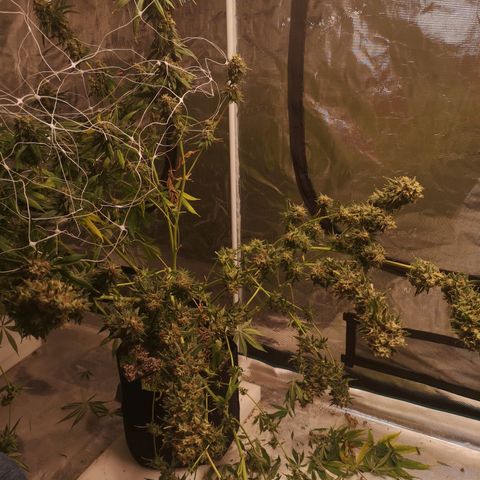 Cheezy poofs growlog timeline photo