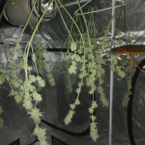 Runtz s1 growlog timeline photo