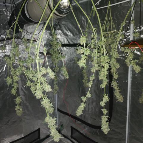 Runtz s1 growlog timeline photo