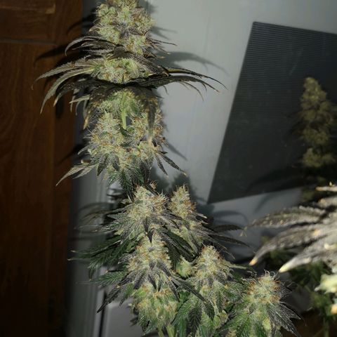 10th planet 2nd run growlog timeline photo