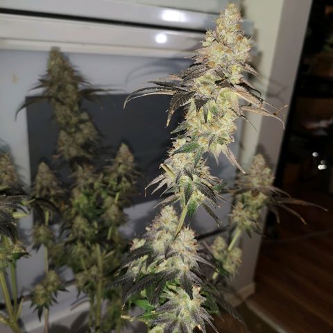 10th planet 2nd run growlog timeline photo