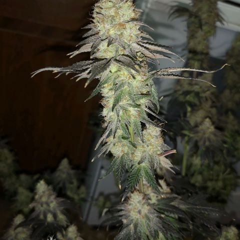 10th planet 2nd run growlog timeline photo