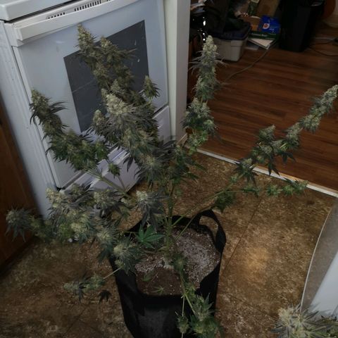 10th planet 2nd run growlog timeline photo