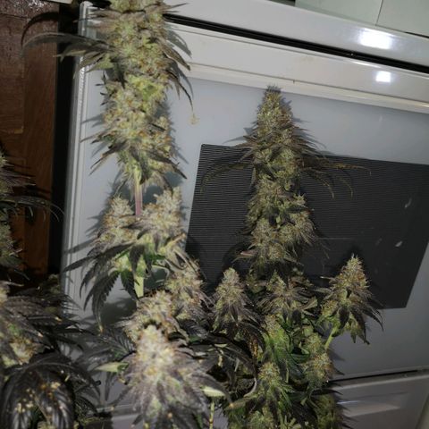 10th planet 2nd run growlog timeline photo