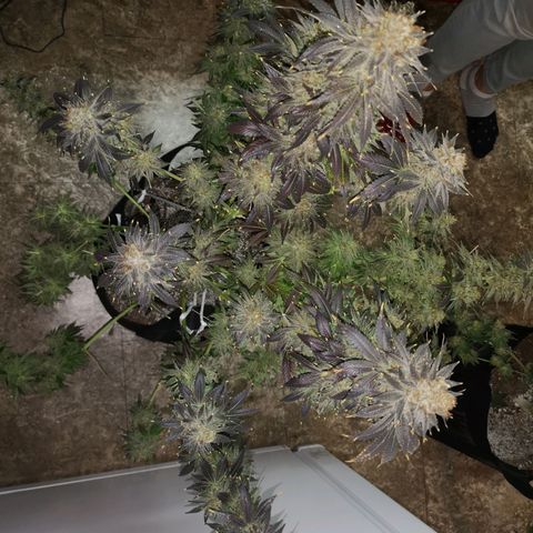 Cotton candy cookies growlog timeline photo
