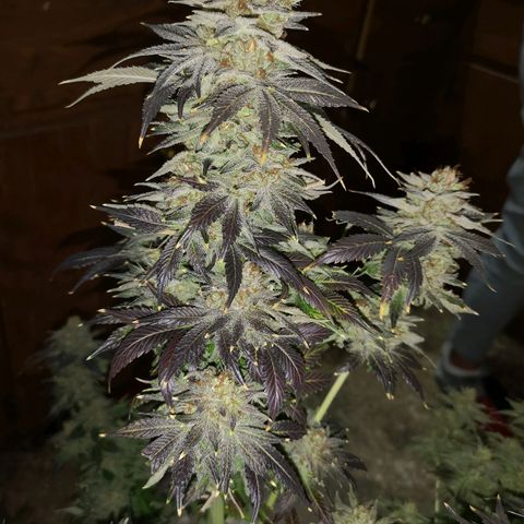 Cotton candy cookies growlog timeline photo
