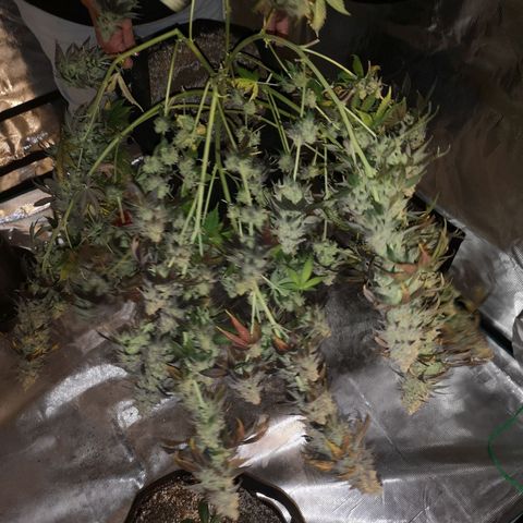 GMO cookies growlog timeline photo