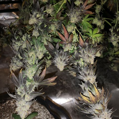 GMO cookies growlog timeline photo