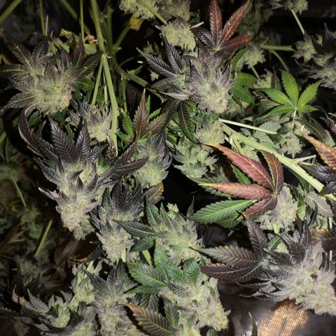 GMO cookies growlog timeline photo