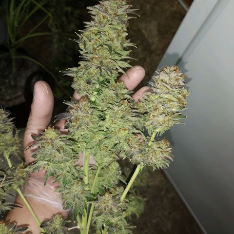 Cotton candy cookies growlog photo: The top