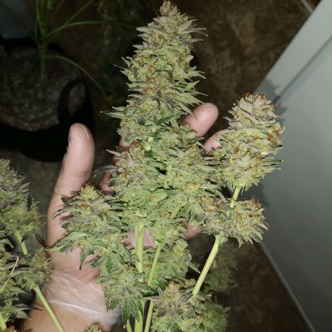 Cotton candy cookies growlog photo: The top