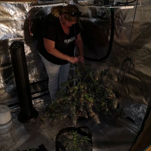 GMO cookies growlog timeline photo