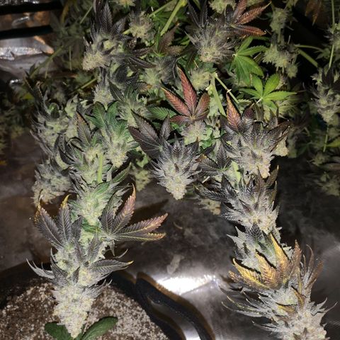 GMO cookies growlog timeline photo