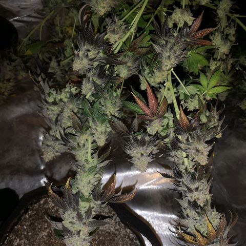 GMO cookies growlog timeline photo