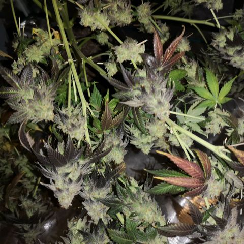 GMO cookies growlog timeline photo