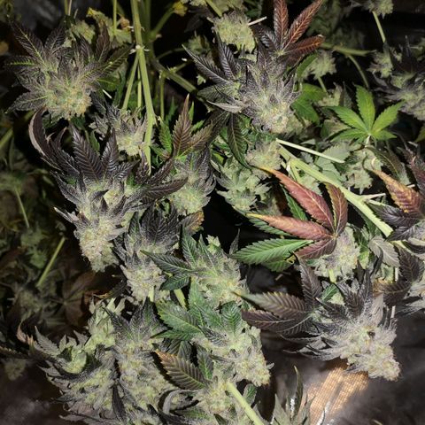 GMO cookies growlog timeline photo