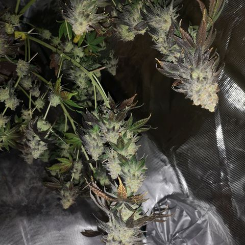GMO cookies growlog timeline photo