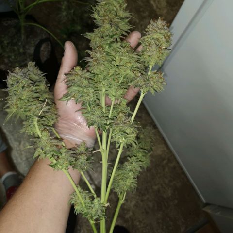 Cotton candy cookies growlog photo: The top