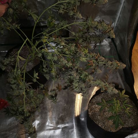 GMO cookies growlog timeline photo