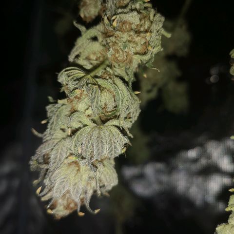 Cherry gar see ya growlog timeline photo