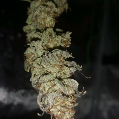 Cherry gar see ya growlog timeline photo