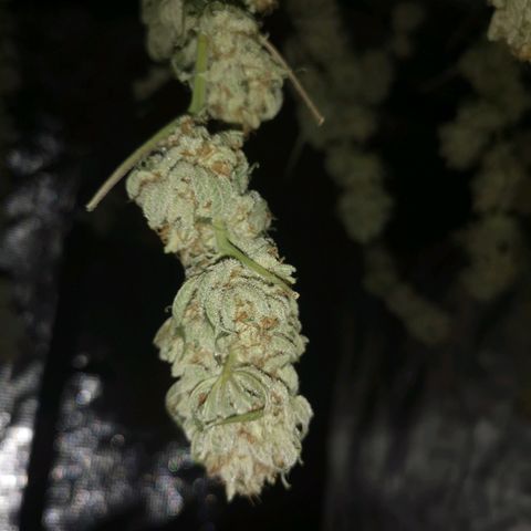 white wedding growlog timeline photo